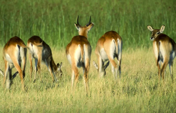 Lechwe Kobus Leche Moremi Wildlife Reserve Ngamilândia Botsuana África — Fotografia de Stock