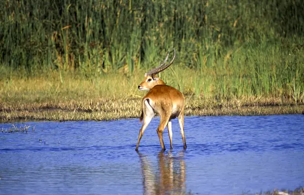 Voduška Červená Kobus Leche Moremi Wildlife Reserve Botswanském Afrika — Stock fotografie