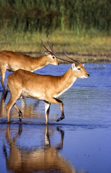 Lechwe Kobus Leche Reserva Vida Silvestre Moremi Ngamilandia Botswana África —  Fotos de Stock