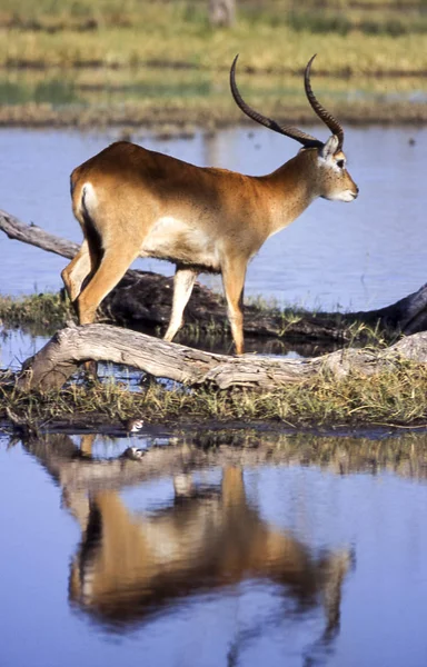 Lechwe Kobus Leche Réserve Faunique Moremi Ngamiland Botswana Afrique — Photo