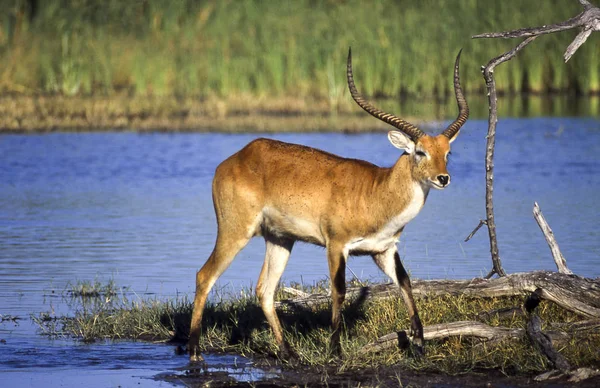 Lechwe Kobus Leche Reserva Vida Silvestre Moremi Ngamilandia Botswana África —  Fotos de Stock