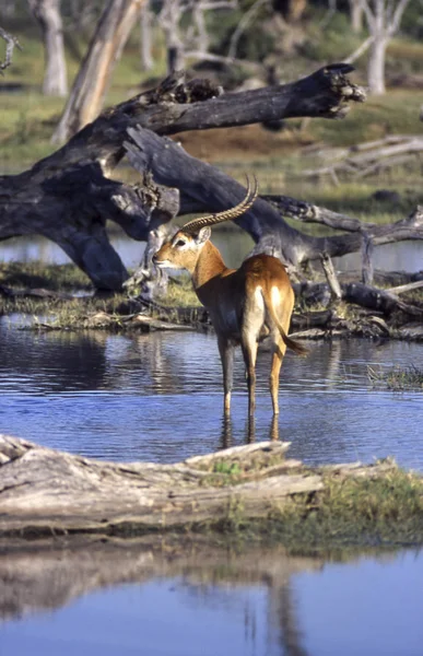 Litschiewaterbok Kobus Leche Moremi Wildlife Reserve Ngamiland Botswana Afrika — Stockfoto