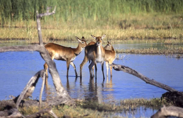 Lechwe Kobus Leche Moremi Wildlife Reserve Ngamiland Botswana Afrika — Stockfoto