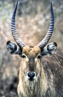 Waterbuck