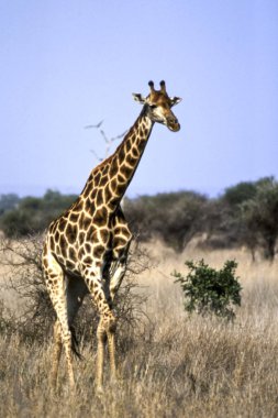 Zürafa, (zürafa zürafa), Kruger National Park, Mpumalanga, Güney Afrika, Afrika