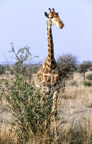 Girafa Giraffa Camelopardalis Kruger National Park Mpumalanga África Sul Afric — Fotografia de Stock