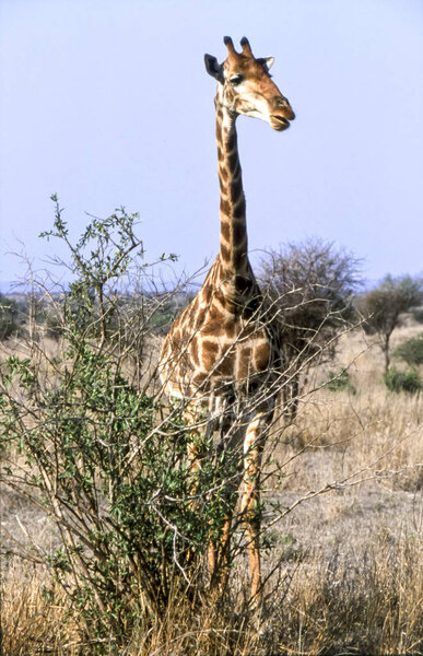 Giraffe, (Giraffa camelopardalis), Kruger National Park, Mpumalanga, South Africa, Afric