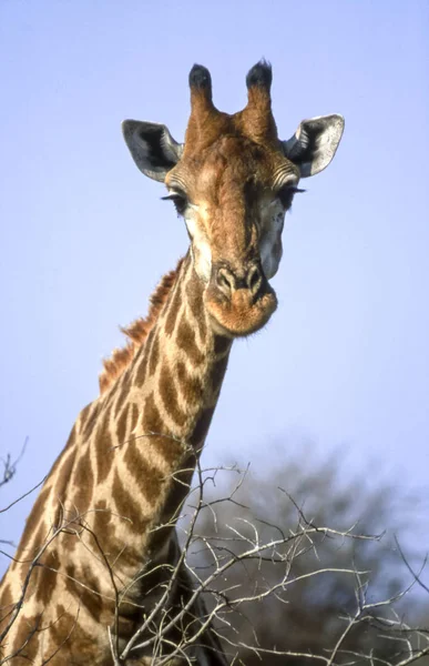 Giraf Giraffa Camelopardalis Kruger National Park Mpumalanga Zuid Afrika Afrika — Stockfoto