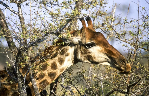 Girafe Giraffa Camelopardalis Parc National Kruger Mpumalanga Afrique Sud Afrique — Photo