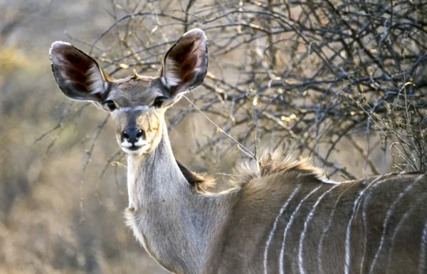 Kudu Tragelaphus Strepsiceros Afric Kruger Nemzeti Park Mpumalanga Dél Afrikai — Stock Fotó