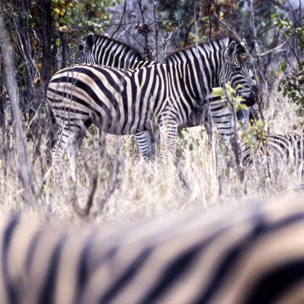 Zebra-da-planície — Fotografia de Stock