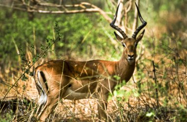 Impala, (Aepyceros melampus), Kruger National Park, Mpumalanga, Güney Afrika, Afrika