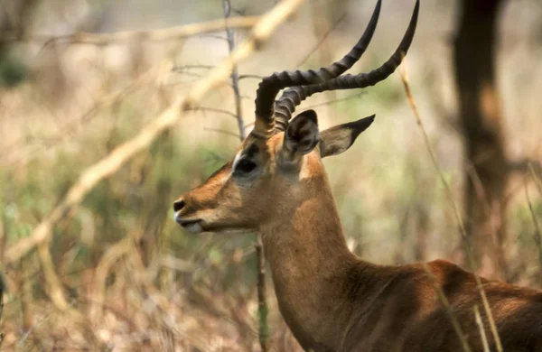 Impala Aepyceros Melampus Parque Nacional Kruger Mpumalanga Sudáfrica África —  Fotos de Stock