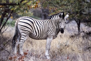 Ovalar Zebra, (Equus burchellii), Kruger National Park, Mpumalanga, Güney Afrika, Afrika