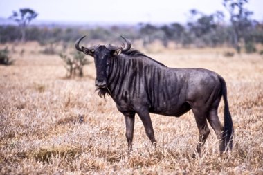 Mavi Wildebeest, (Connochaetes taurinus), Kruger National Park, Mpumalanga, Güney Afrika, Afrika