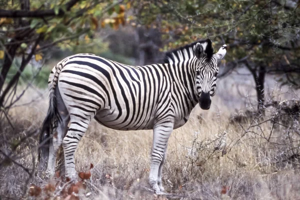 Slätterna Zebra Equus Burchellii Kruger National Park Mpumalanga Sydafrika Afrika — Stockfoto