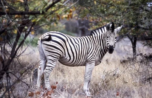 Plaines Zebra Equus Burchellii Parc National Kruger Mpumalanga Afrique Sud — Photo