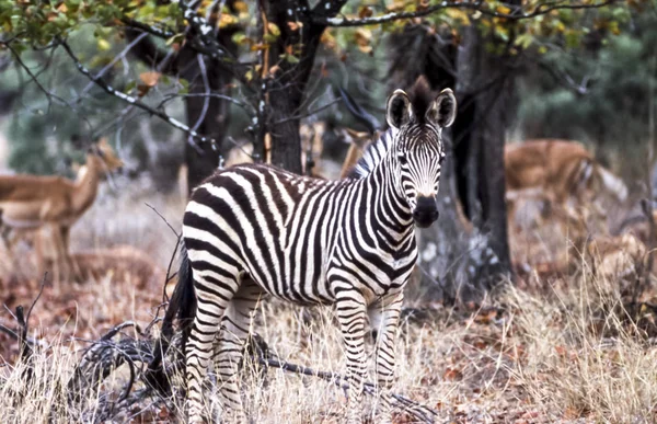 Zebra-da-planície — Fotografia de Stock