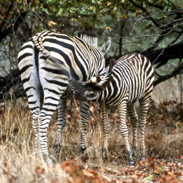 Zebra-da-planície — Fotografia de Stock