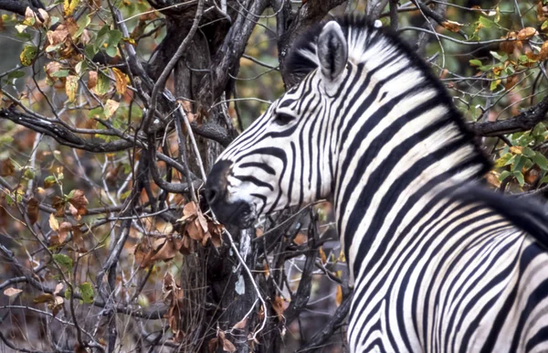 Flachland-Zebra — Stockfoto