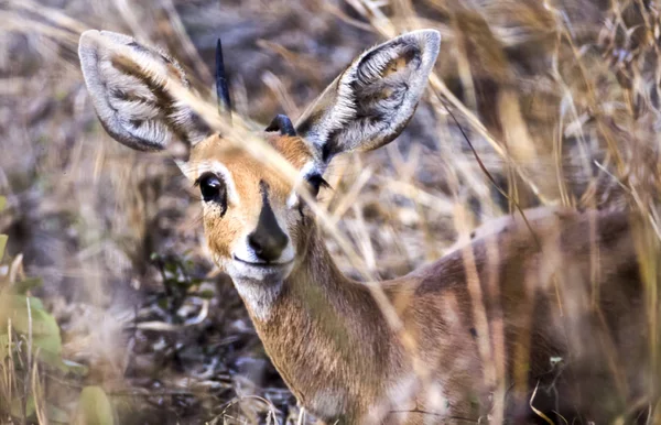 Steenbok Raphicerus かいよう クルーガー国立公園 南アフリカ共和国ムプマランガ州ぼし — ストック写真