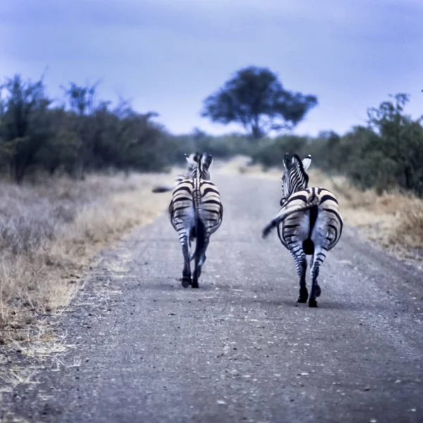 Zebra Stepowa Equus Burchellii Parku Narodowego Kruger Mpumalanga Republika Południowej — Zdjęcie stockowe