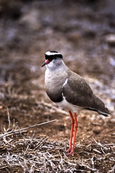 Coronado Plover Vanellus Coronatus Parque Nacional Kruger Mpumalanga Sudáfrica África —  Fotos de Stock