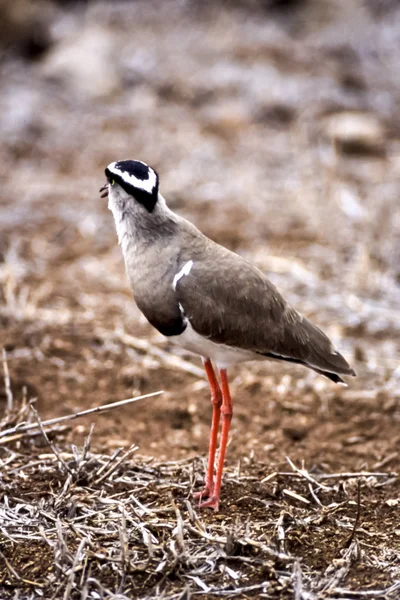 Plover Vanellus Coronatus Taç Kruger National Park Mpumalanga Güney Afrika — Stok fotoğraf