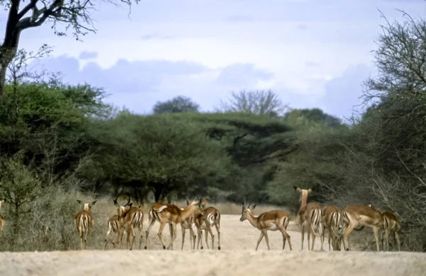 Impala. — Fotografia de Stock