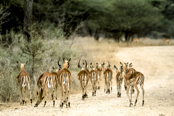 Impala. — Fotografia de Stock