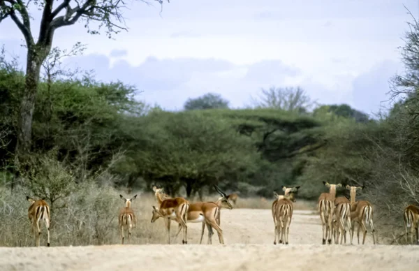 Impala. — Fotografia de Stock