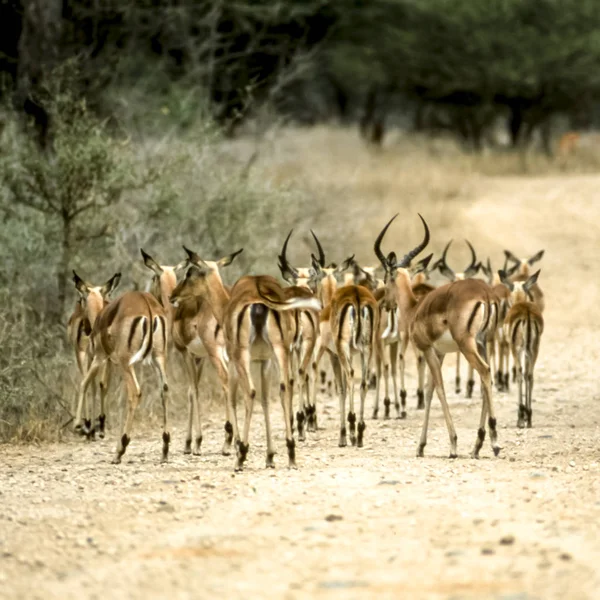 Impala — Stockfoto