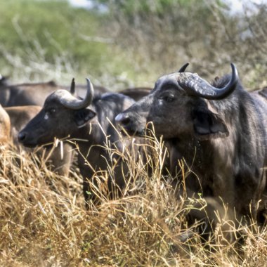 Buffalo, (Syncerus caffer), Kruger National Park, Mpumalanga, Güney Afrika, Afrika