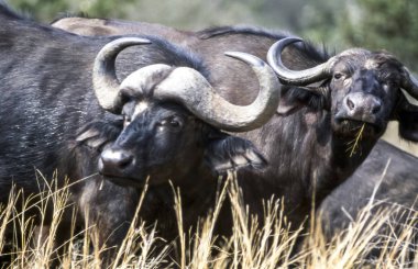 Buffalo, (Syncerus caffer), Kruger National Park, Mpumalanga, Güney Afrika, Afrika