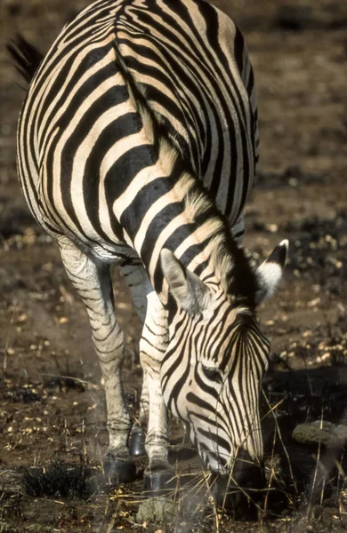 Plains Zebra Equus Burchellii Kruger National Park Mpumalanga Sudafrica Africa — Foto Stock