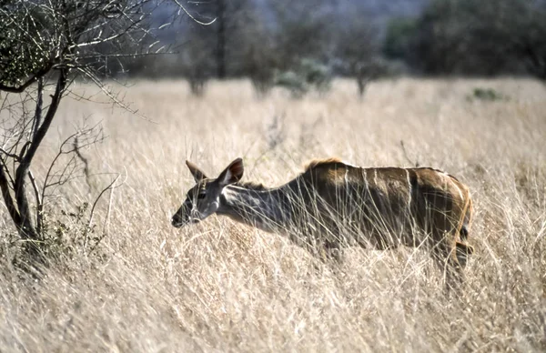 Kudu Tragelaphus Strepsiceros Kruger National Park Mpumalanga South Africa Africa — Stock Photo, Image