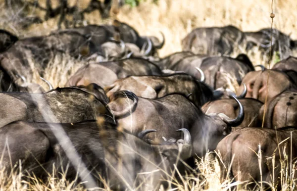 Buffalo Syncerus Caffer Национальный Парк Крюгера Мпумаланга Южная Африка Африка — стоковое фото