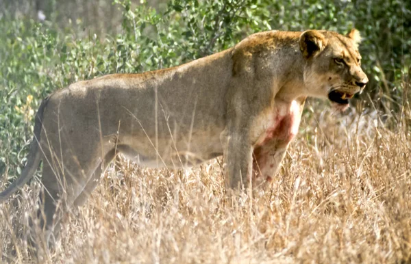 Lion Panthera Leo Kruger National Park Mpumalanga África Sul África — Fotografia de Stock