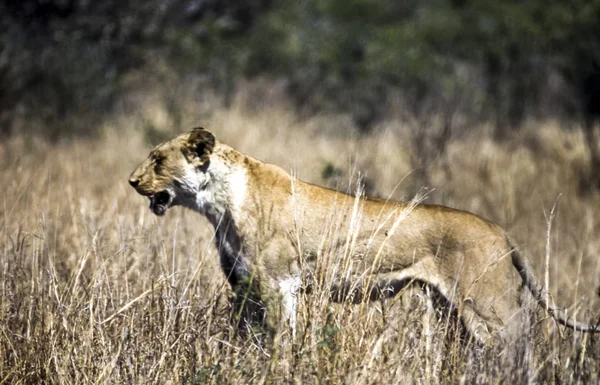 Leeuw Panthera Leo Kruger National Park Mpumalanga Zuid Afrika Afrika — Stockfoto