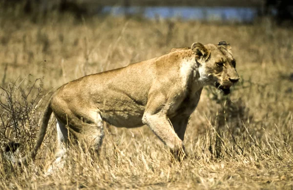 Leone Panthera Leo Kruger National Park Mpumalanga Sudafrica Africa — Foto Stock