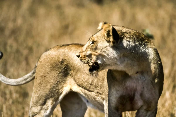 Leeuw Panthera Leo Kruger National Park Mpumalanga Zuid Afrika Afrika — Stockfoto