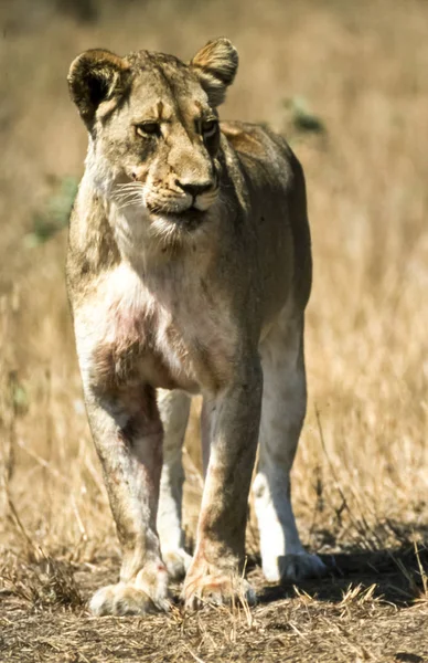 Лев Лев Національний Парк Крюгера Пар Південна Африка Африка — стокове фото