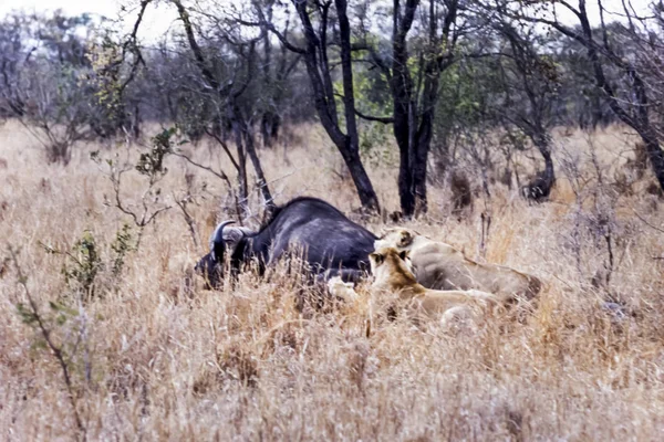 Lion Panthera Leo Kwa Mbili Mumalanga South Africa Africa — стокове фото