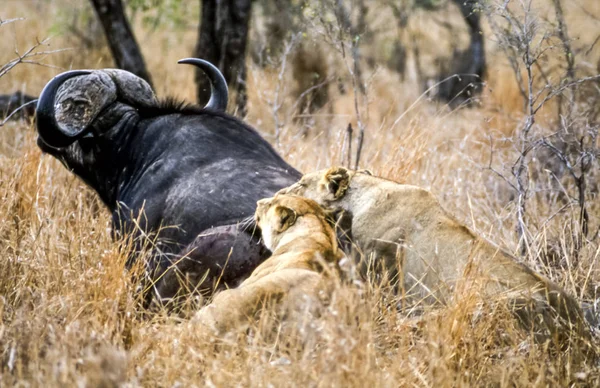 Lion Panthera Leo Kruger National Park Mpumalanga África Sul África — Fotografia de Stock