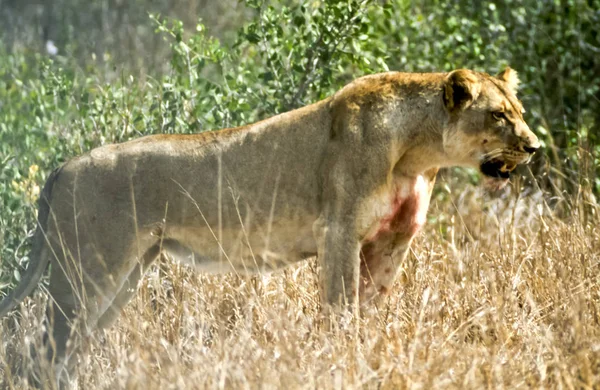 León Panthera Leo Parque Nacional Kruger Mpumalanga Sudáfrica África —  Fotos de Stock