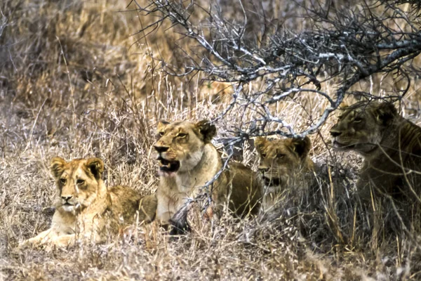 Lion Panthera Leo Kruger National Park Mpumalanga África Sul África — Fotografia de Stock