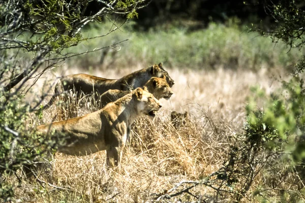 Aslan Panthera Leo Kruger National Park Mpumalanga Güney Afrika Afrika — Stok fotoğraf