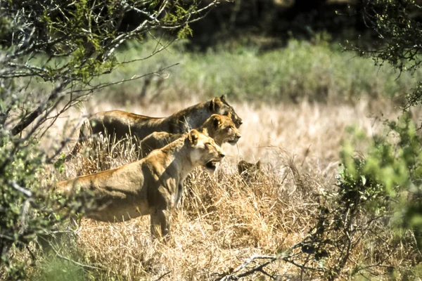 Lion Panthera Leo Kruger National Park Mpumalanga África Sul África — Fotografia de Stock