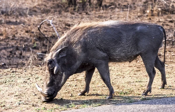 Phacochoerus Aethiopicus Mpumalanga 공화국 아프리카 — 스톡 사진