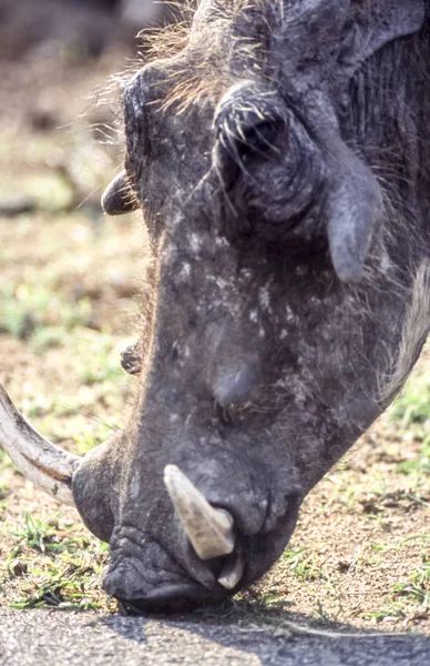 Warzenschwein Phacochoerus Aethiopicus Kruger Nationalpark Mpumalanga Südafrika Afrika — Stockfoto